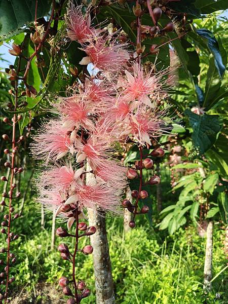 夏日煙火璀璨登場照亮夜空