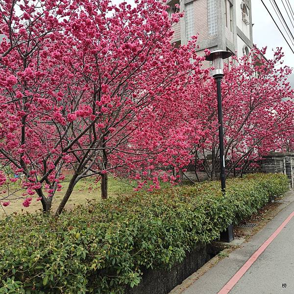 話說最美的派出所~后里泰安的八重櫻