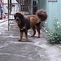 西藏獒犬