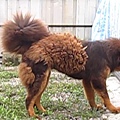 西藏獒犬