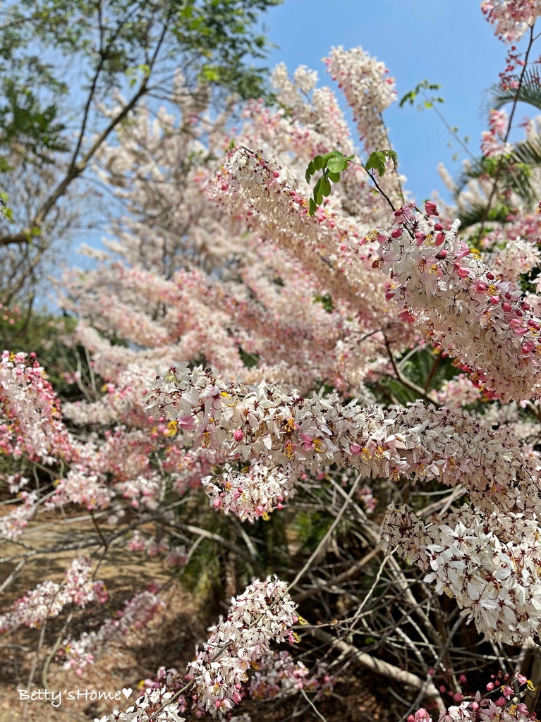 【景點】嘉義縣竹崎親水公園/2024年花旗木花海大爆發/免門