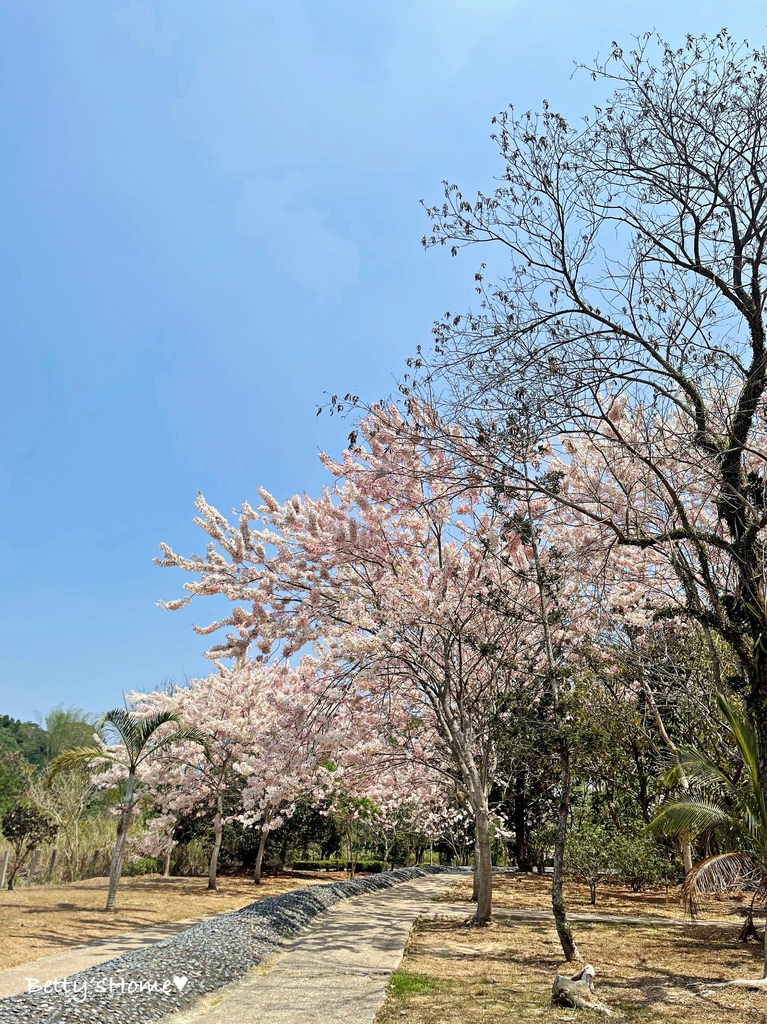 【景點】嘉義縣竹崎親水公園/2024年花旗木花海大爆發/免門