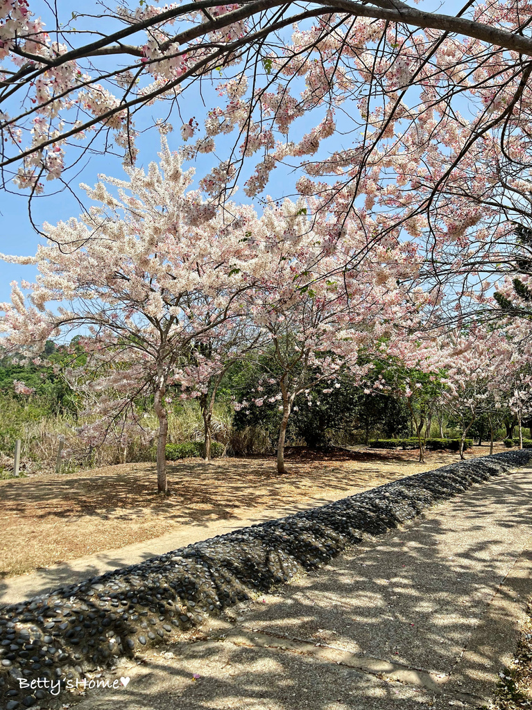 【景點】嘉義縣竹崎親水公園/2024年花旗木花海大爆發/免門