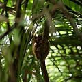 Tarsier