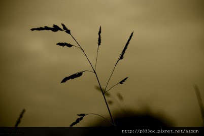 Grass poker sepia copy