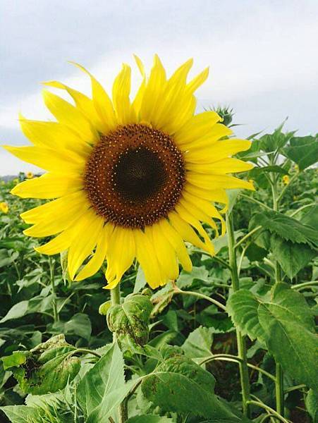 12312037_1028026240552766_635255965_n.jpg 12312037_1028026240552766_635255965_n.jpg