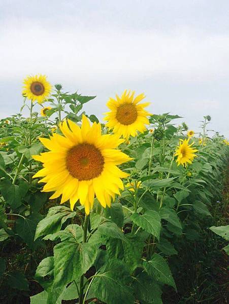 12325320_1028026353886088_1936767638_n.jpg 12325320_1028026353886088_1936767638_n.jpg