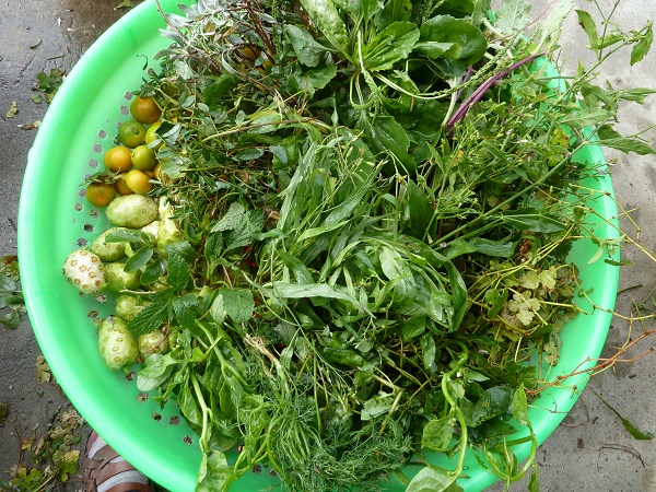 車前草.金桔.香菜.諾麗果.刺殼草