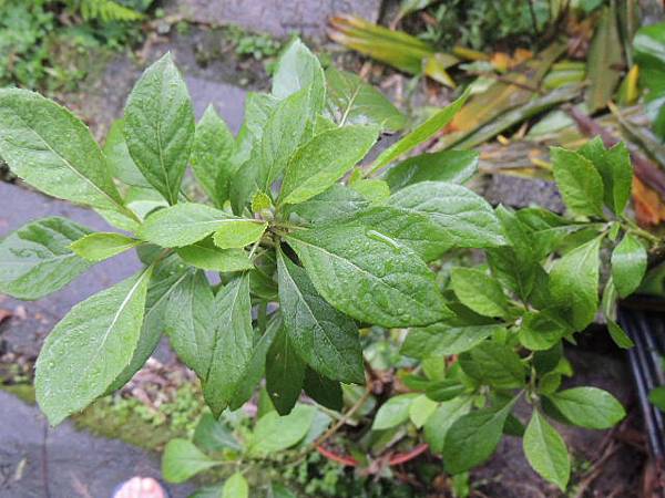 DSCN0258.JPG DSCN0258.JPG