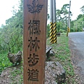 20140830楓林大道04.JPG