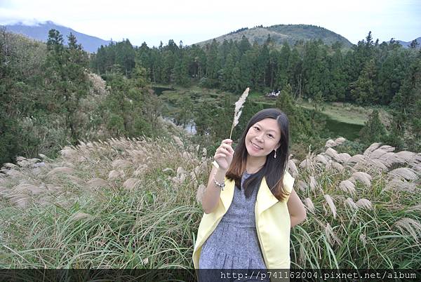 20161120 陽明山夢幻湖賞芒草 49.JPG 20161120 陽明山夢幻湖賞芒草 49.JPG