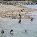 20050329泰國 猴子島