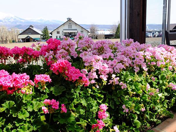 北海道富良野