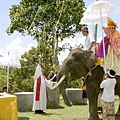 大象婚禮3