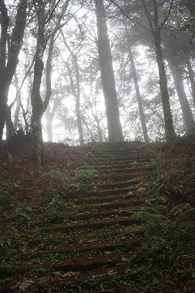 松林步道