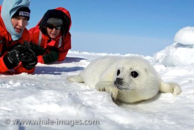 harp-seal_1.jpg