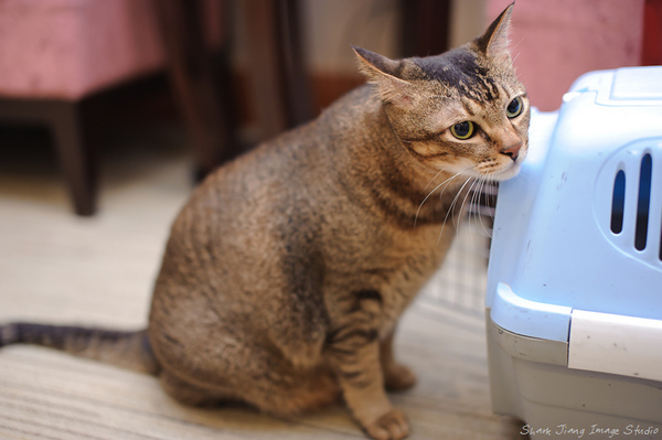 get marry 20101006文定 @ 百世多丽花园酒店 20101006 (24).