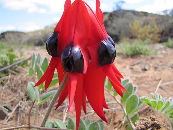 Sturt Desert Pea_jpg