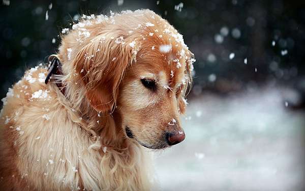 winter-dog-snowflakes-hd-wallpaper-Dog-wallpaper-HD-free-wallpapers-backgrounds-images-FHD-4k-download-2014-2015-2016.jpg