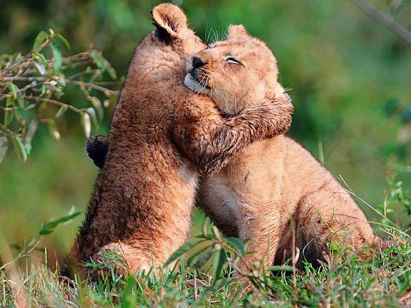 cubs-hugs-young-grass-care.jpg