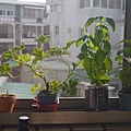 P1020910.JPG