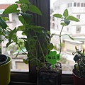 P1020931.JPG