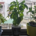 P1020933.JPG