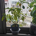 P1020934.JPG