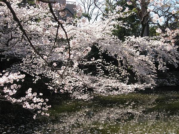 三島三鳩大社～吉野櫻滿開