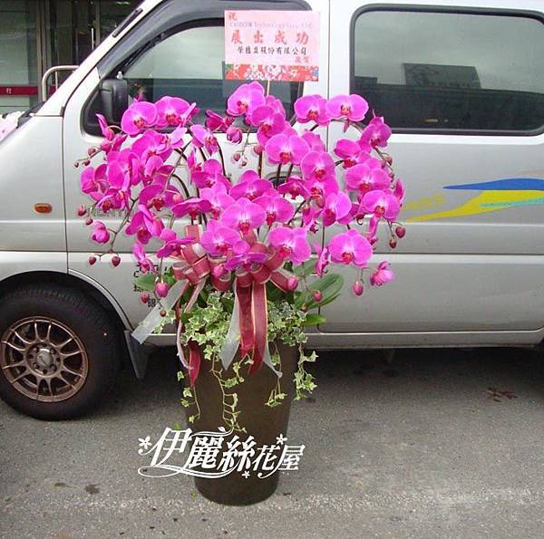 蘭花-6