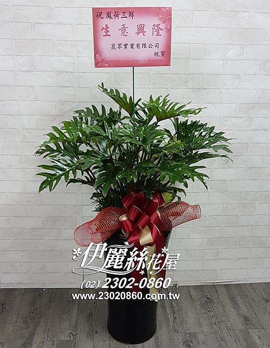 豪華型盆景 台北101 台灣花店 開幕誌慶 榮陞誌慶 盆景 金錢樹盆栽 伊麗絲花屋 痞客邦