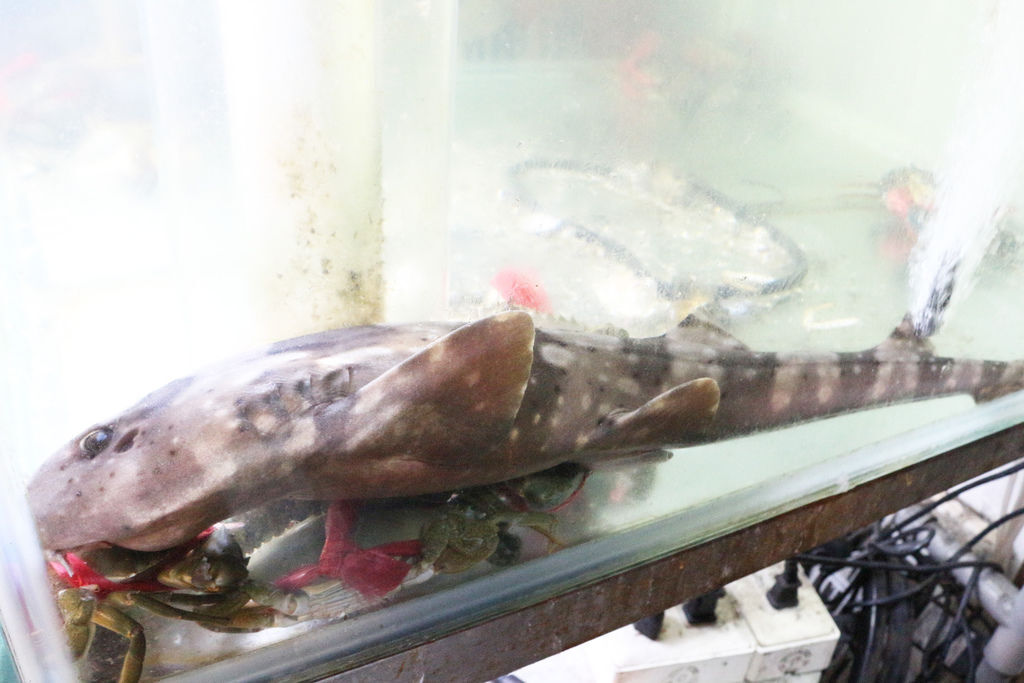 台南海鮮塔-二月牌沙茶爐創始店 適合多人聚餐的高CP值鍋物 台南海鮮塔-二月牌沙茶爐創始店 適合多人聚餐的高CP值鍋物