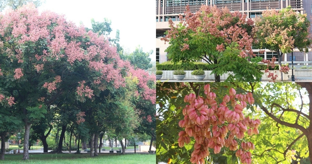 台南,成大,成功大學,圖書館,台灣欒樹,景點,生態,台南景點