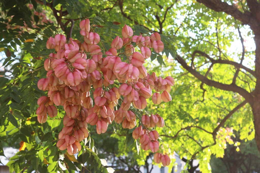 台南東區 成大圖書館前 台灣欒樹粉色風暴 特色紅果實燈籠 生態池與可愛松鼠 輕旅行 台南東區 成大圖書館前 台灣欒樹粉色風暴 特色紅果實燈籠 生態池與可愛松鼠 輕旅行