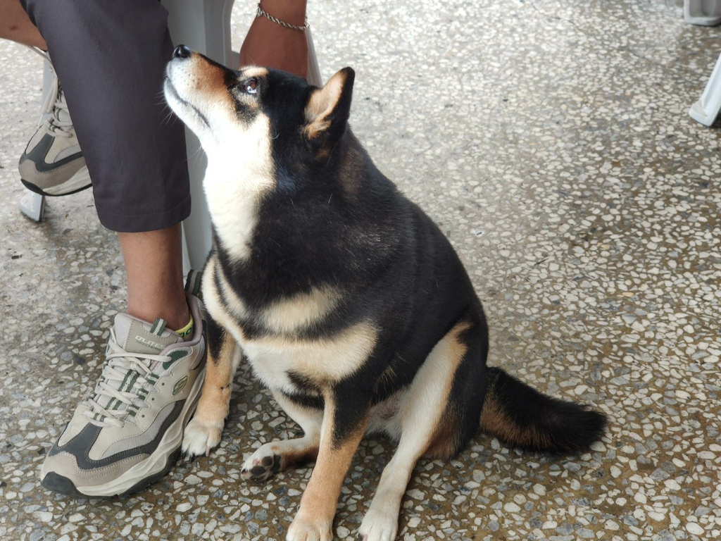 唐家泡菜館柴犬 (1).jpg