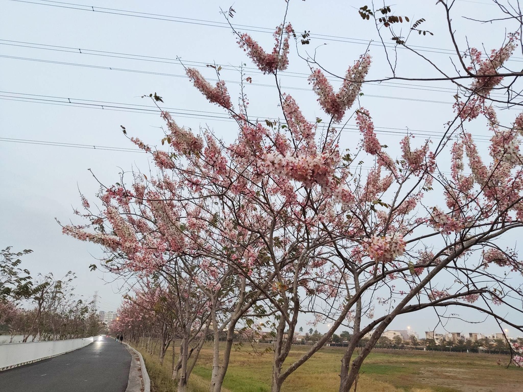 仁德滯洪池花旗木步道 (4).jpg