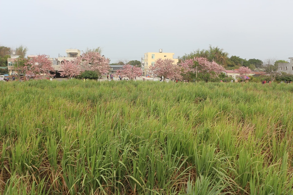 花旗木步道 (5).JPG