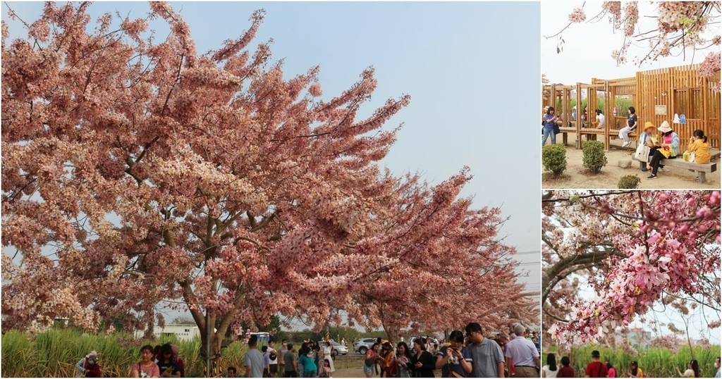 花旗木步道 (17).jpg 花旗木步道 (17).jpg