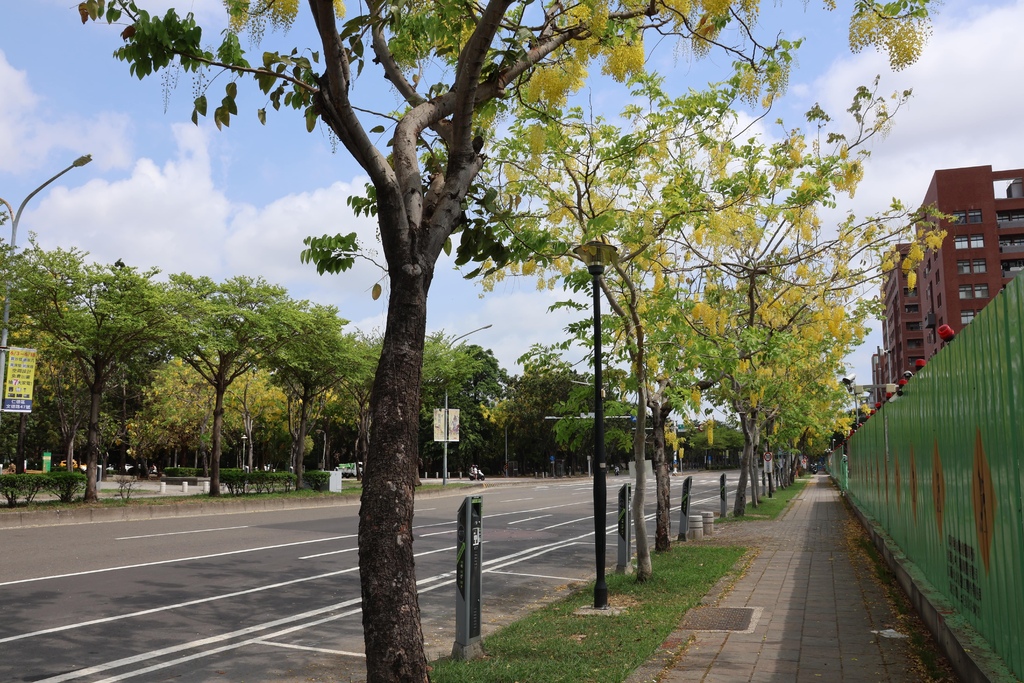 台南阿勃勒黃金步道 (8).JPG