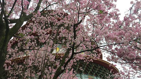 櫻花樹下看天元宮.jpg