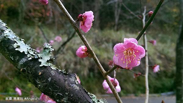 櫻花開-1.jpg
