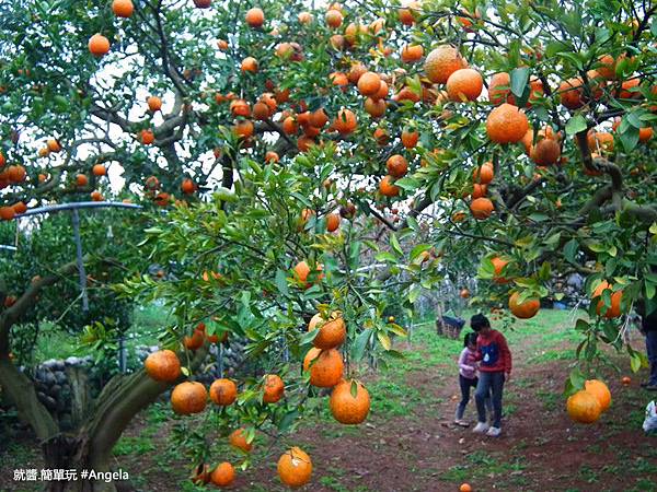 穿梭在橘子園裡.jpg
