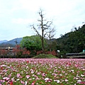 IMG_2570.JPG
