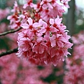 IMG_2665.JPG