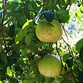 IMG_8307.JPG