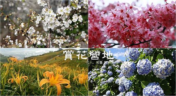 賞花營地.jpg 賞花營地.jpg