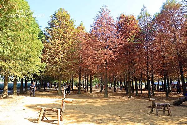 南投,139縣道,落羽松,森林,攝影,親子共遊,秋季景點,南投市,落羽松森林,落羽