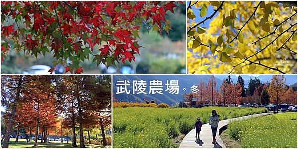 台中,武陵農場,落羽松,高海拔,冬季,花海,台中景點