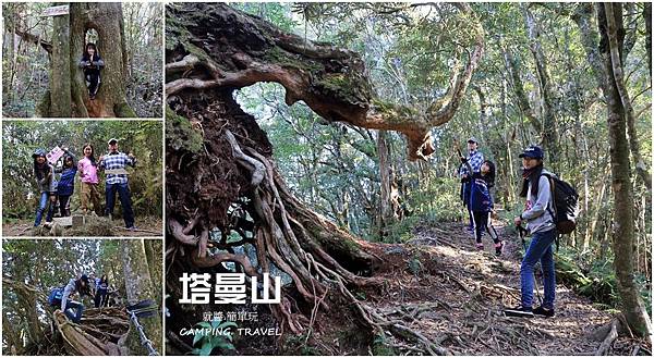 ,新北,桃園,塔曼山,登山,森林,三角點,吊橋,