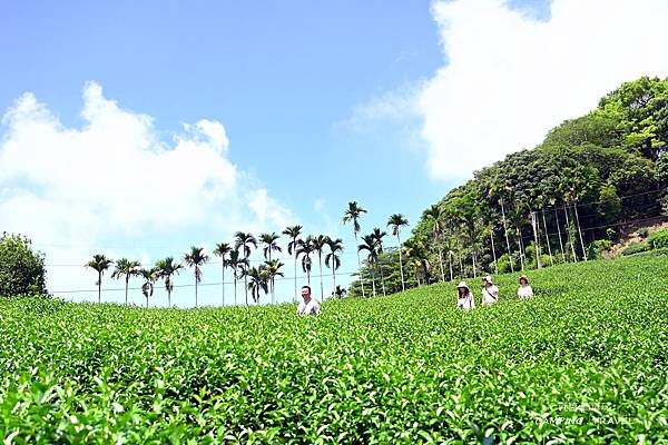 【露營趣】南投. 雲野露營區 ★百萬夜景印眼前、置身茶園中的